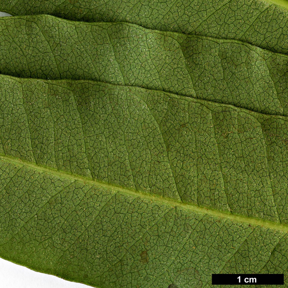 High resolution image: Family: Araliaceae - Genus: Schefflera - Taxon: species (Guatemala)